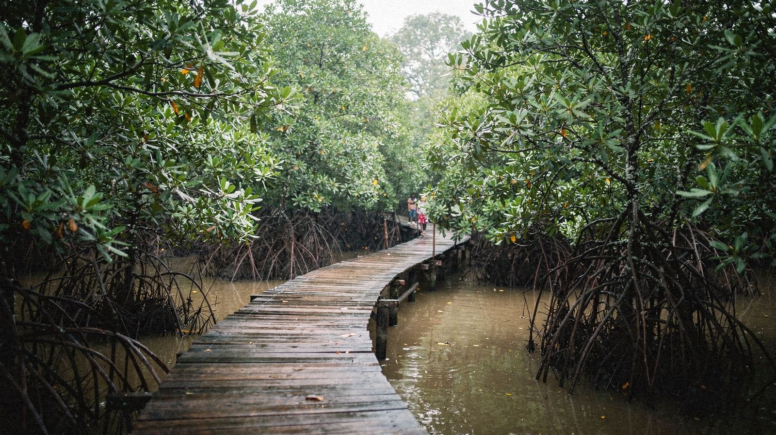 Mangrove and Nature Reserves