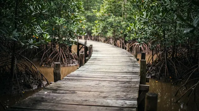 Can Gio Mangrove Biosphere Reserve: A Complete Guide