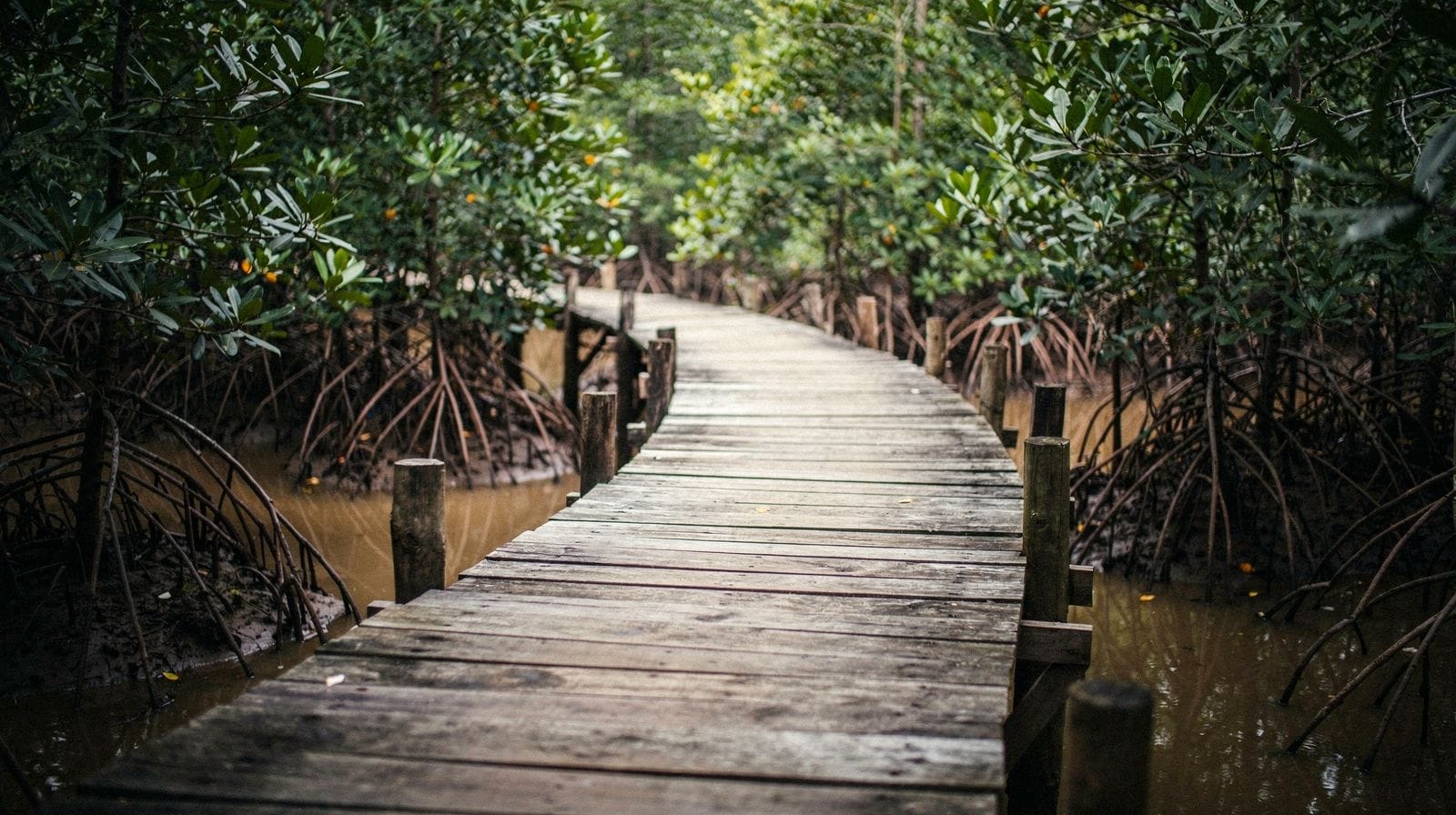 Can Gio Mangrove Biosphere Reserve: A Complete Guide
