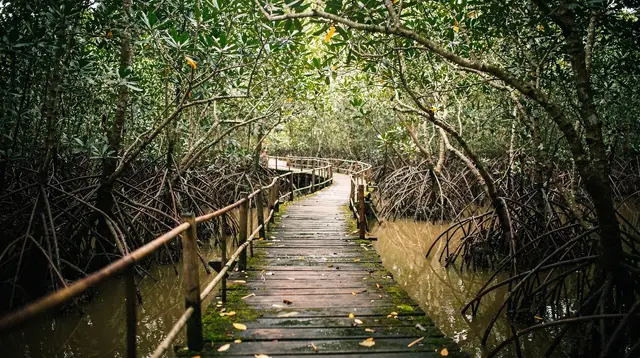 Can Gio Monkey Island: Meeting the Macaques and Other Wildlife