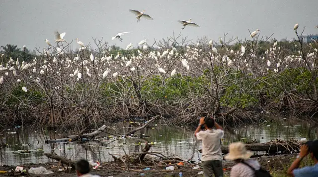 Bird Watching in the Mekong Delta