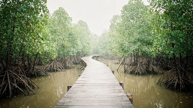 Tra Su Cajeput Forest: The Green Canopy Near Chau Doc