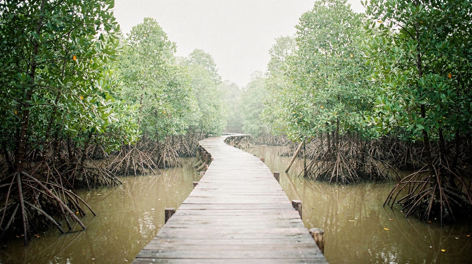 Tra Su Cajeput Forest: The Green Canopy Near Chau Doc
